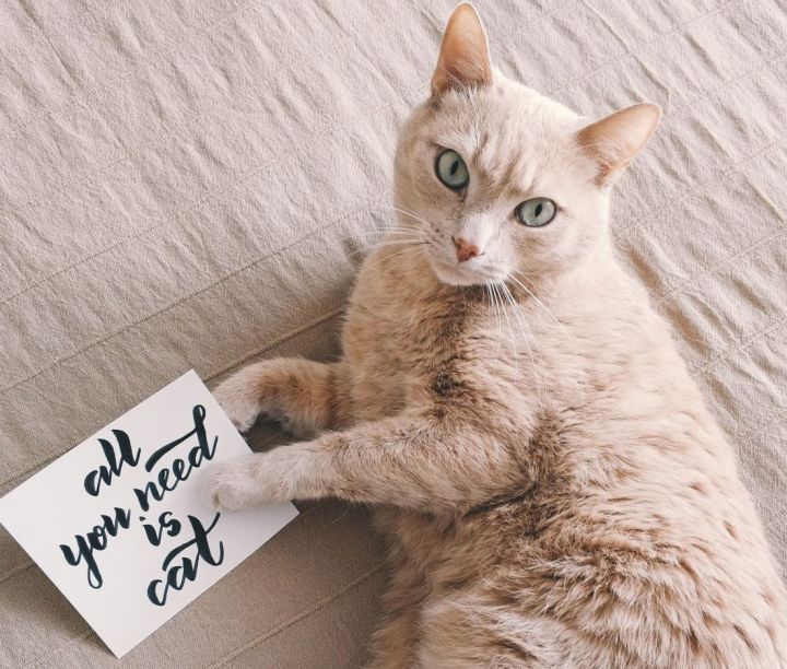 Cat holding sign. The sign reads 'All you need is cat.'