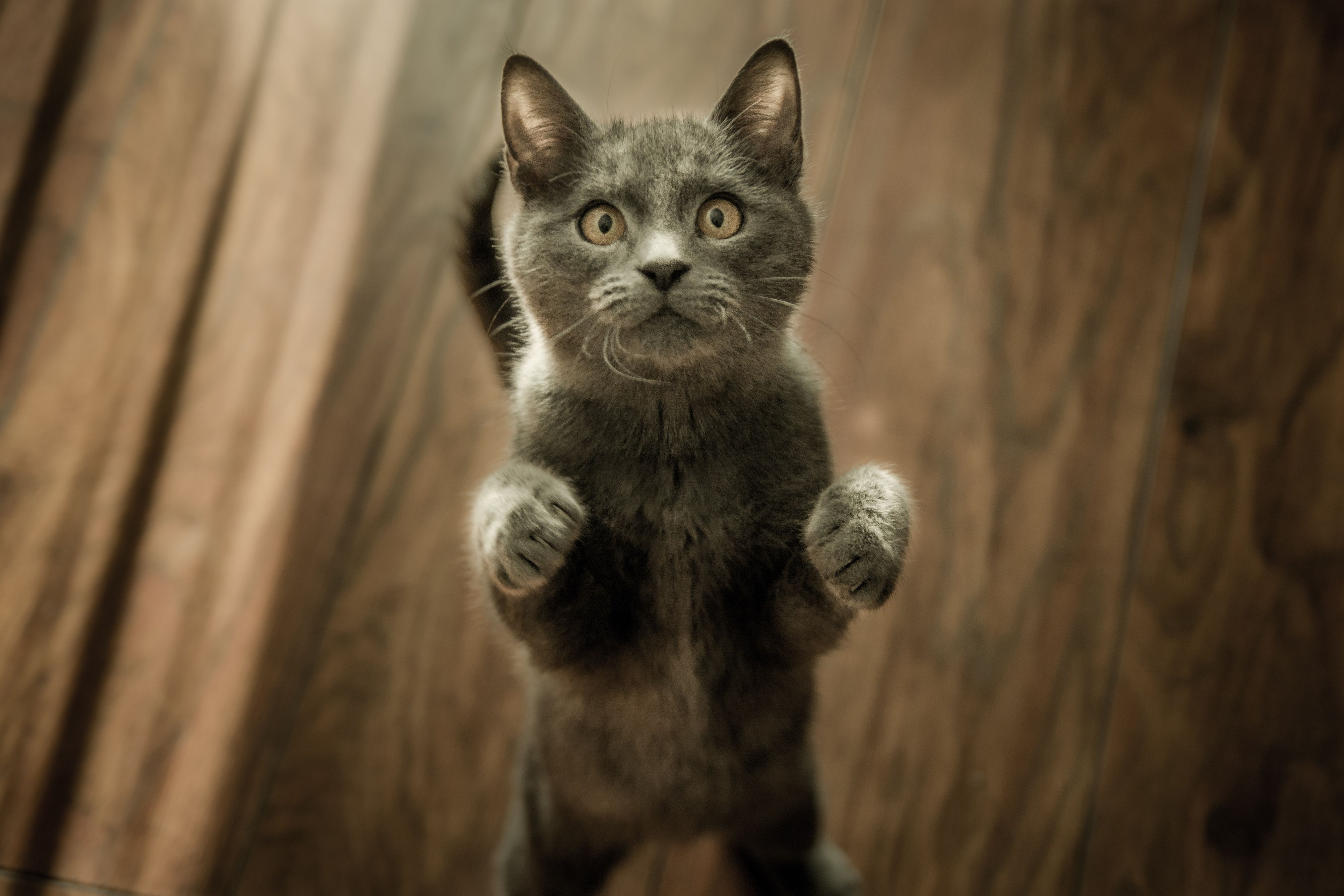 A gray cat standing on its hind legs