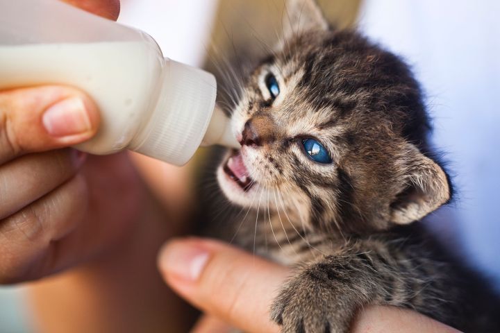 Kitten being fed with a bottle.